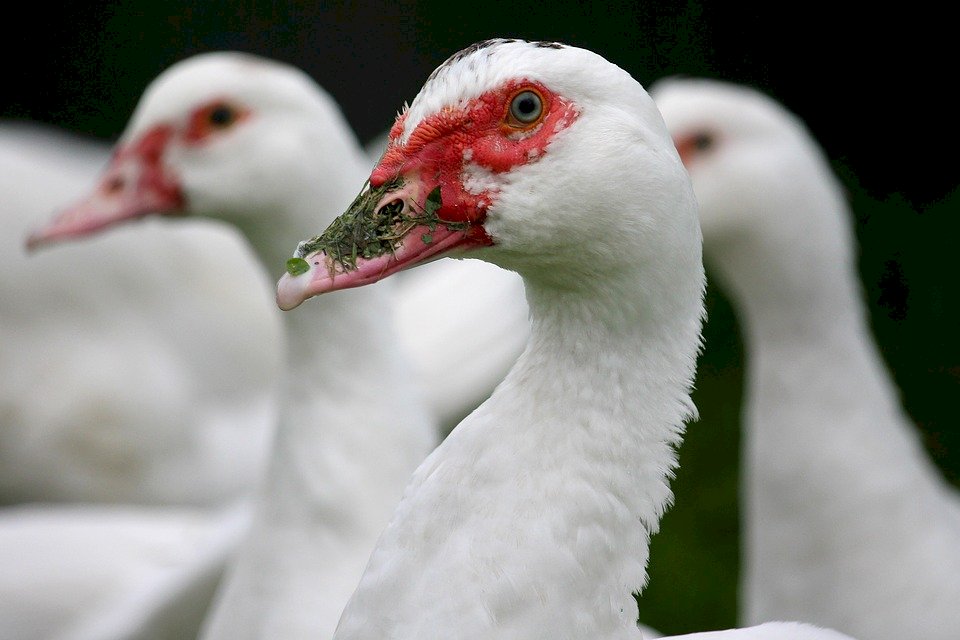 无视贸易限制风险 法国开始为家禽接种禽流感疫苗