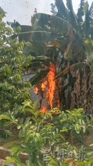 柔：新闻：巴罗丛林火患  村民受促勿露天燃烧