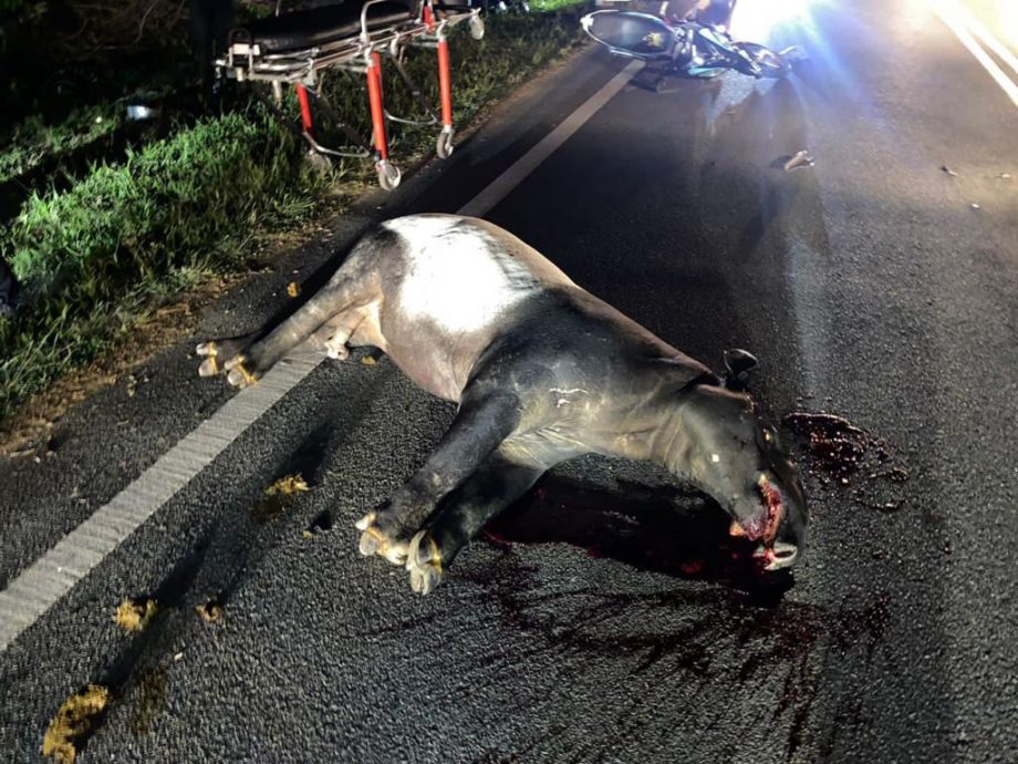 柔：新闻：马来貘突冲出马路 3摩托闪避不及撞上，马来貘当场死亡