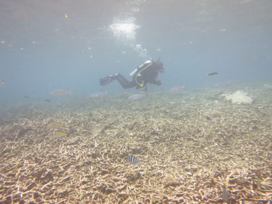 海底园丁海胆，专吃珊瑚的天敌海藻