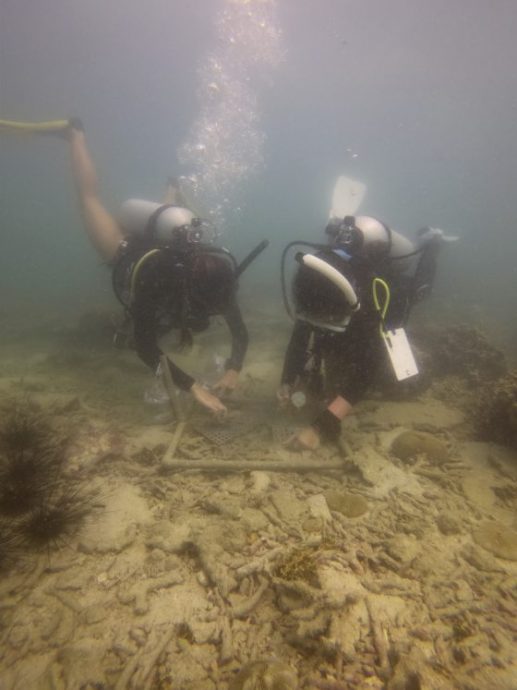 海底园丁海胆，专吃珊瑚的天敌海藻