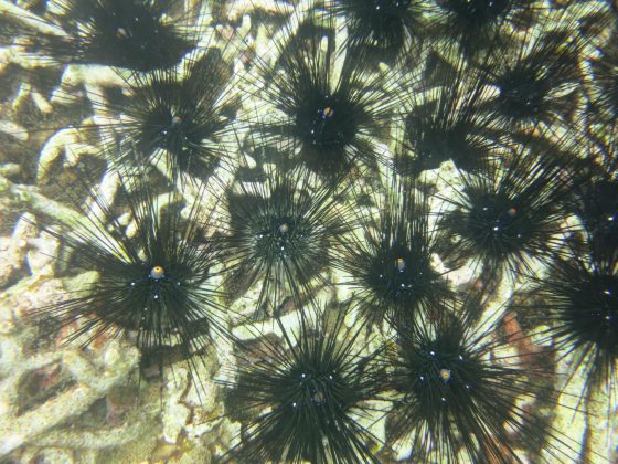 海底园丁海胆，专吃珊瑚的天敌海藻
