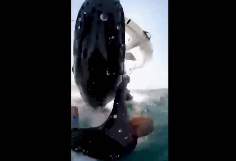 澳洲冲浪者遭鲸鱼跳跃撞入海里 惊险画面曝光！