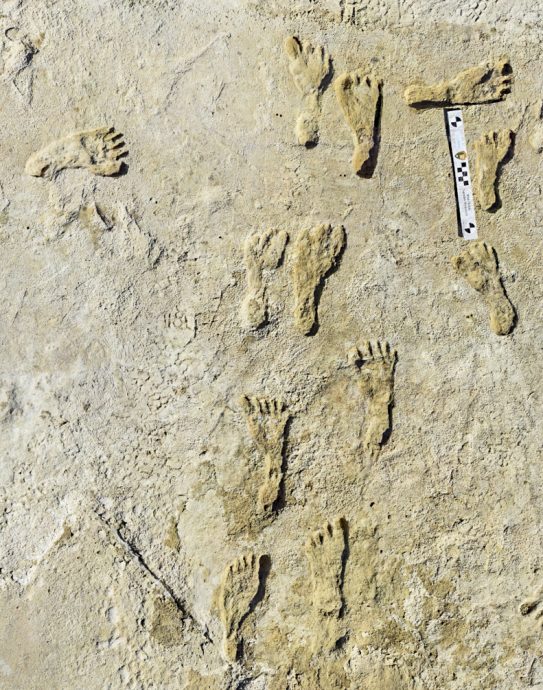 美洲最古老人类足迹 出现新证据
