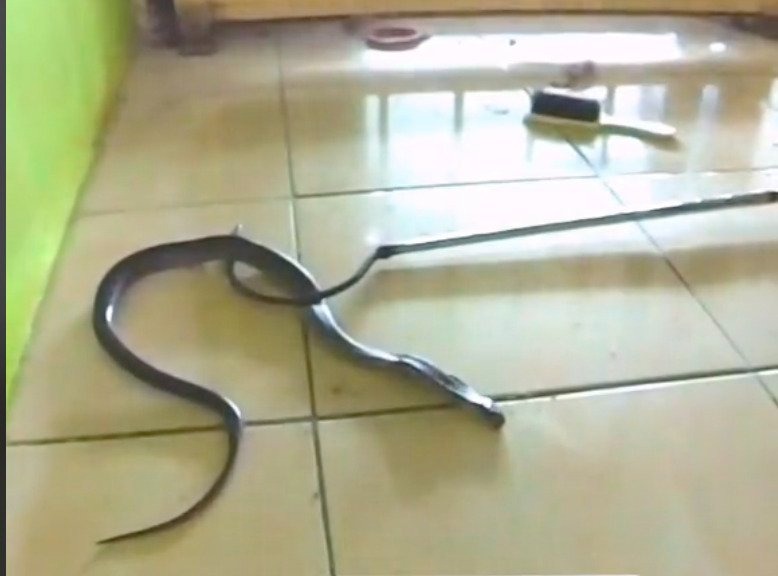   视频|宗教师抓蛇有术  网赞：眼镜蛇被驯服地贴地