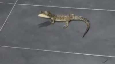 视频 | 清晨闯民宅撒野 小鳄鱼吓坏老妇