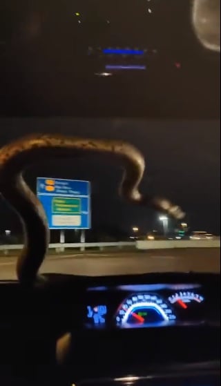 视频|行驶途中爬出大蟒蛇 车主直奔消拯局求助