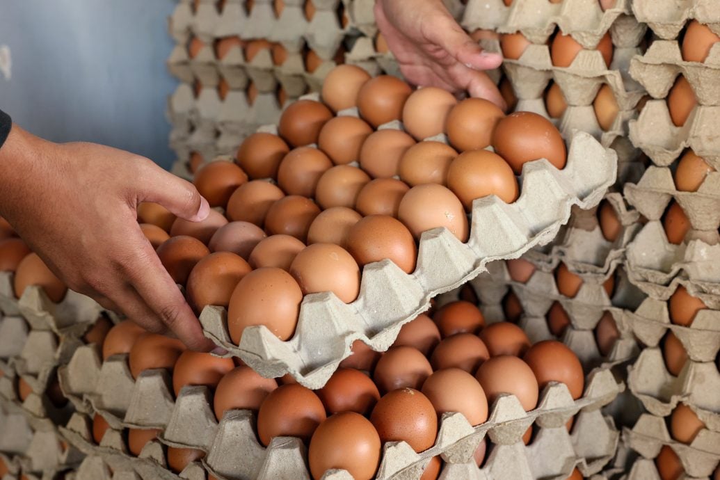 鸡蛋保持顶价  农粮部：肉鸡价11月自由浮动