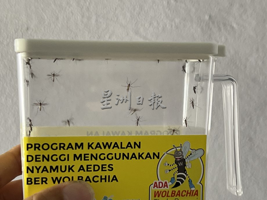 （古城封面主文）卫生局释放带菌蚊子·以毒攻毒遏止黑斑蚊