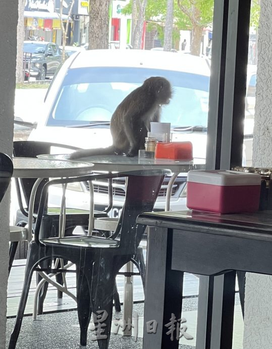 （古城封面主文）猴子入侵住宅區拆家·掀屋瓦 涼蓬大小便