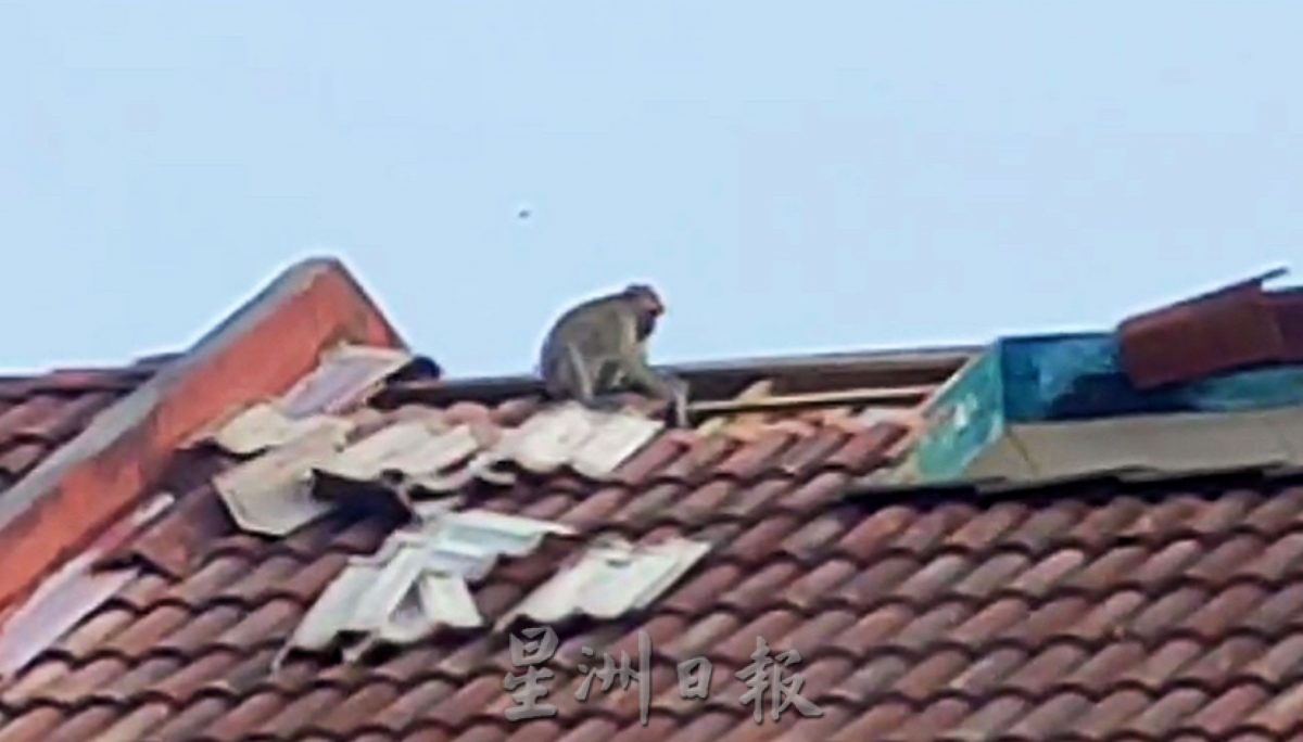 （古城封面主文）猴子入侵住宅區拆家·掀屋瓦 涼蓬大小便