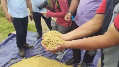 米较收购价降至每吨1200 稻农吁制定合理顶价