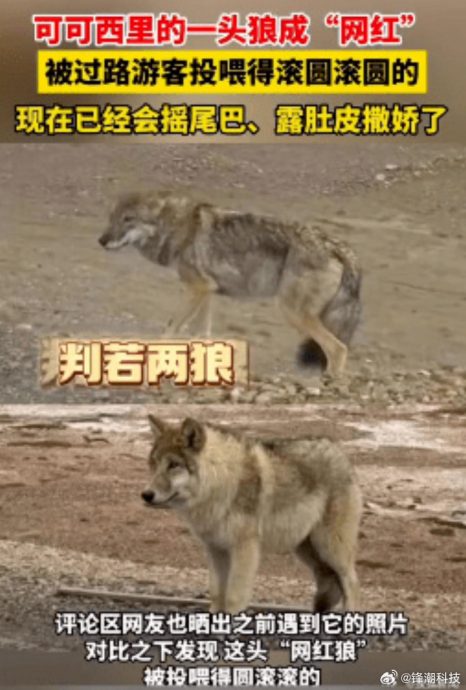 （视频）  拼盘∕野狼被投喂致“胖若两狼” 专家：别喂了