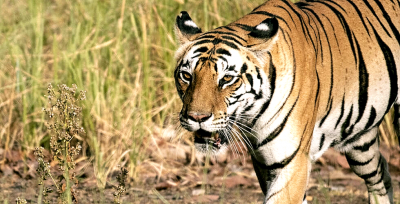 AI of the tiger: Tiny camera ‘protects’ predator — and people