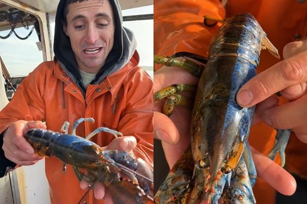 全美最稀有！渔夫捕获罕见“半蓝半橘”龙虾　