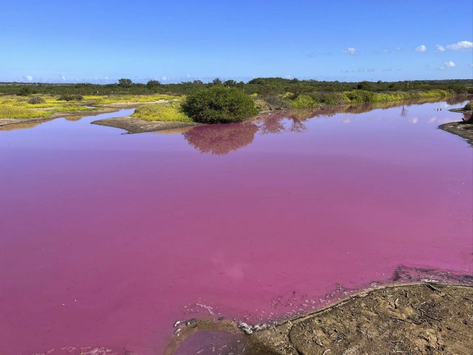 夏威夷惊现梦幻粉紫水塘　专家吁民众勿接触