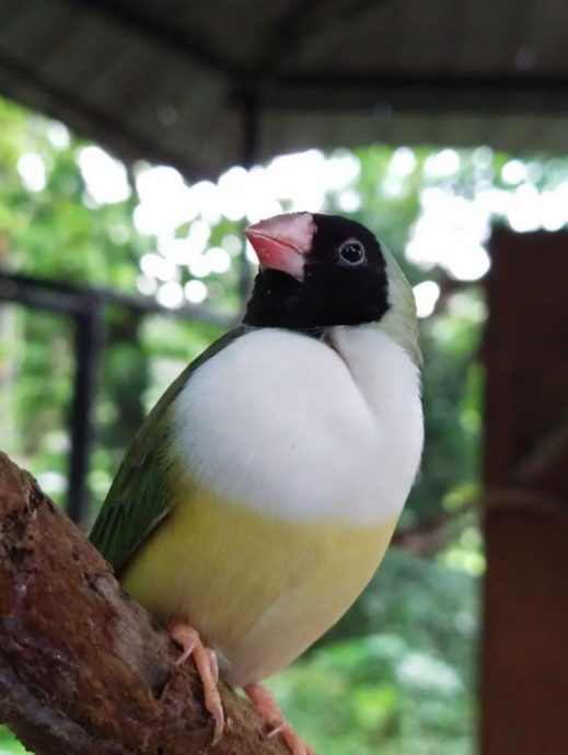 太平动物园增添多种动物与鸟类加强吸引力