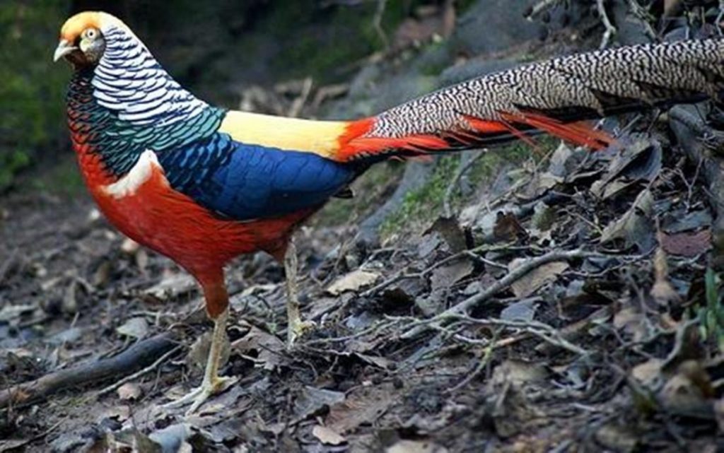 太平动物园增添多种动物与鸟类加强吸引力