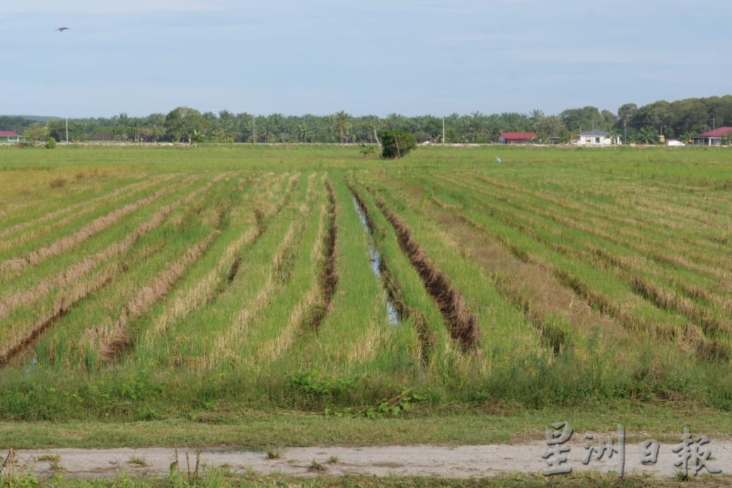 **已签发**柔：【州议会】：东甲居銮开发700公顷新稻田，2中企有意参与