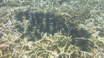 拯救珊瑚礁！保育海胆，让它吃掉海藻，守护珊瑚