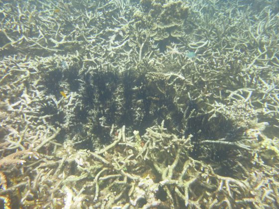 拯救珊瑚礁！保育海胆，让它吃掉海藻，守护珊瑚