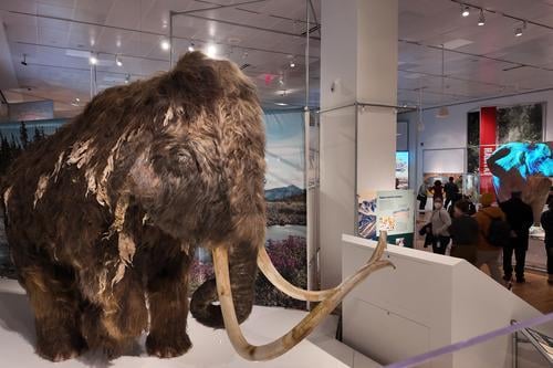 每日一展)大象的秘密世界特展在美国自然历史博物馆举办