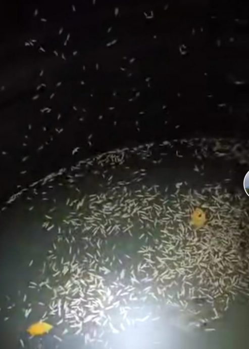  视频|沙大宿舍蓄水箱布满蛆虫 “太鸡皮疙瘩、头皮发麻了”