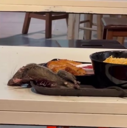  视频|老鼠餐桌上垂死挣扎 食客尖叫躲避
