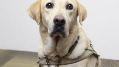 计划引进第二只导盲犬，继续争取导盲犬合法化