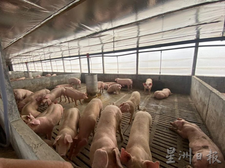 霹约40%已转为现代化养猪场 西华尼申：探讨建更多屠猪场