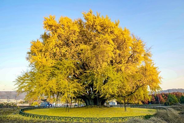 韓800歲銀杏樹被稱世上最美 每天平均4000訪客