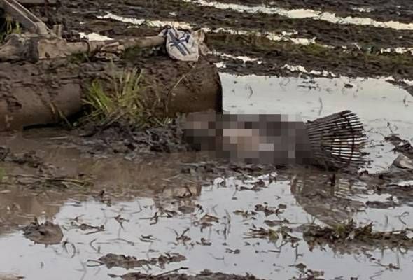 （大北马）11岁的残疾男童疑遭施肥机辗死，卧尸在稻田泥泞中。