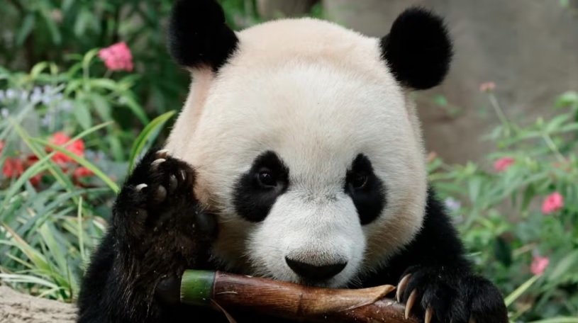（已签发）柔：狮城二三事：新加坡大熊猫妈妈嘉嘉与孩子叻叻 明起开始完全隔离