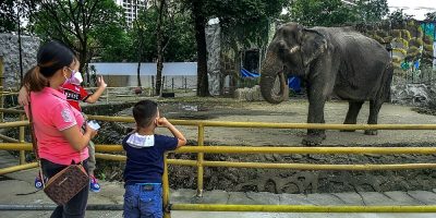 Elephant at centre of animal rights campaign dies in Philippine zoo