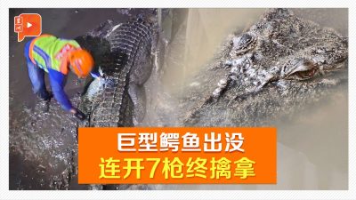 1.2吨巨型鳄鱼出没水上屋 遭7枪击毙