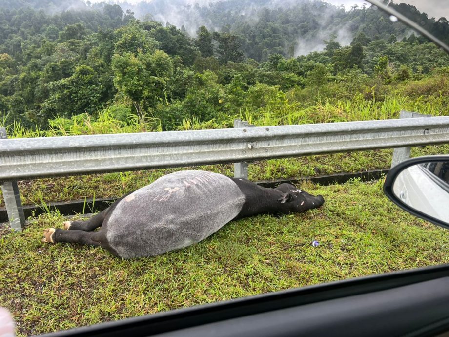 东：一头马来貘疑被交通工具撞毙，横死在路边。