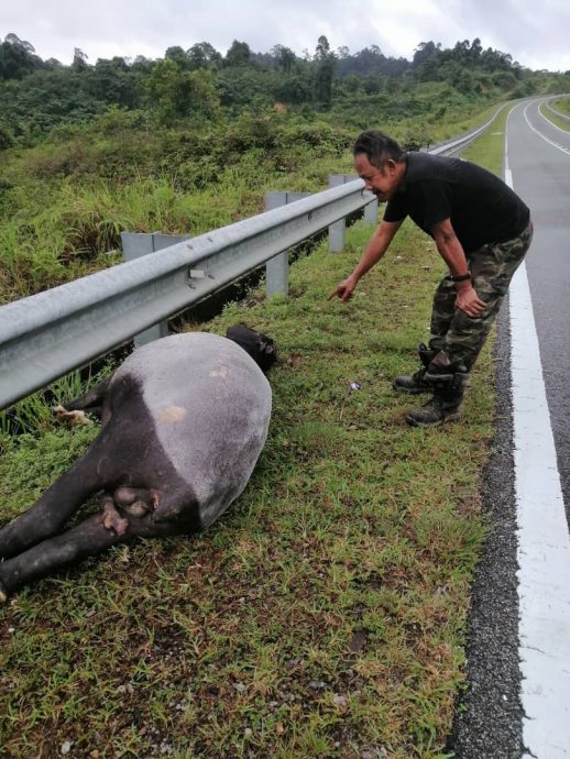 东：一头马来貘疑被交通工具撞毙，横死在路边。