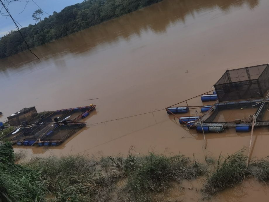 东：年杪雨季涨水水质污浊 养殖业者采取应对措施 尽量卖清空鱼笼