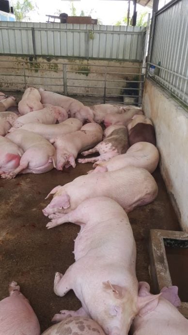 东：新春期间恐供应不足，猪肉商建议顾客预订猪肉。