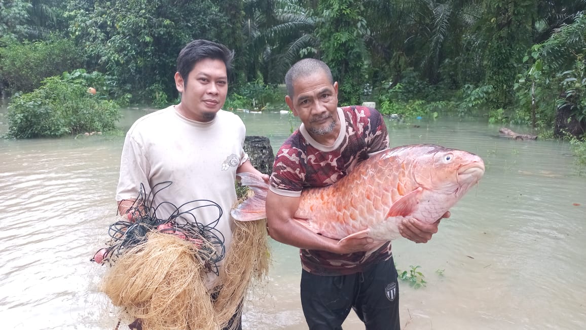 东：水灾带来意外收获，一名渔民捕获18公斤重的红吉罗鱼。