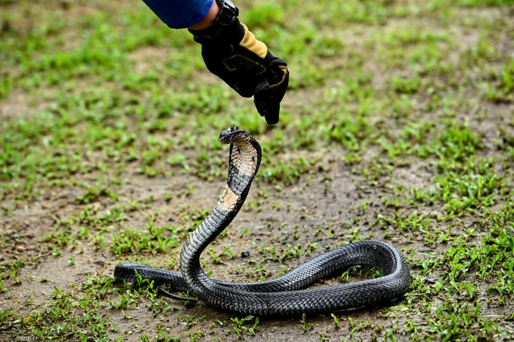 东：登州民防部队从今年1月至11月，共处理了7023宗抓蛇事故。