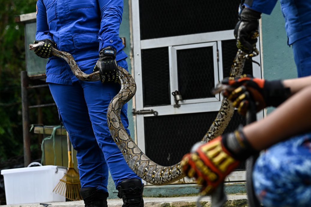 东：登州民防部队从今年1月至11月，共处理了7023宗抓蛇事故。
