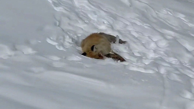 新疆喀纳斯景区“网红狐狸”躺雪地亡　当地人质疑游客过度喂食致肾衰竭