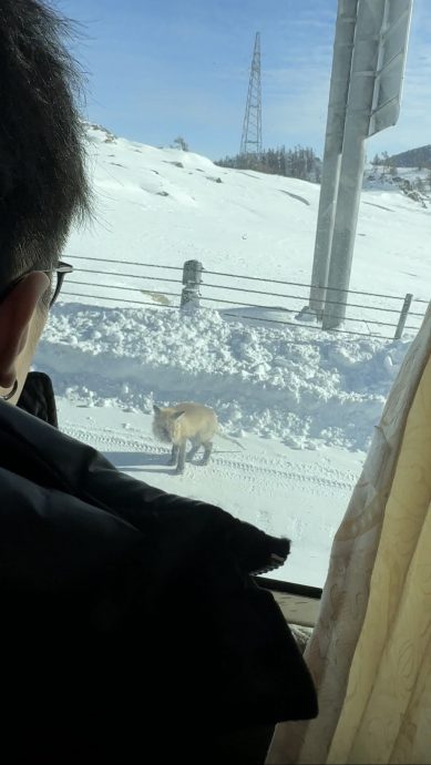 新疆喀纳斯景区“网红狐狸”躺雪地亡　当地人质疑游客过度喂食致肾衰竭