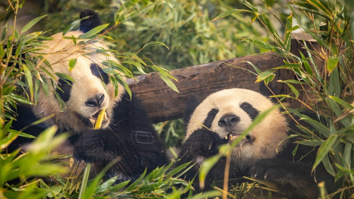 旅德熊猫“梦想”和“梦圆”12月中旬回中国