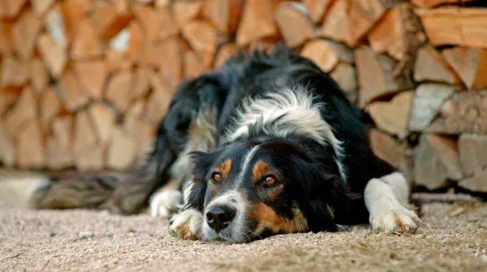 汪星人版冠病？神秘疾病蔓延美16州 兽医爆“高危犬种”