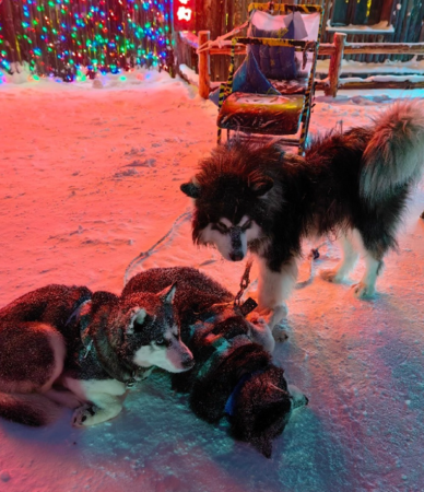 犬只疲惫不堪！网吁取消雪橇犬载客　哈尔滨文旅局：整治中