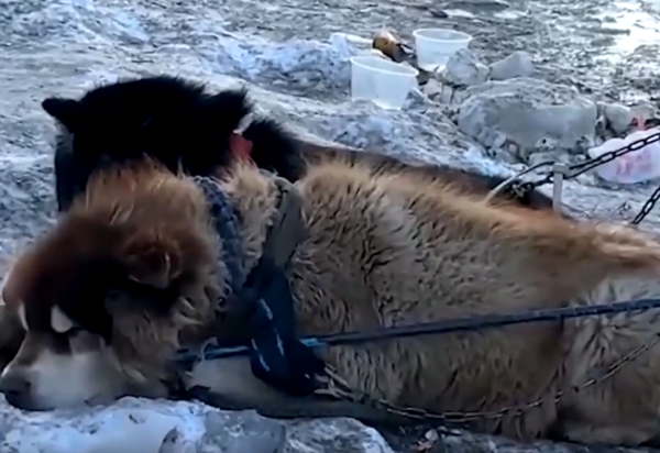 犬只疲惫不堪！网吁取消雪橇犬载客　哈尔滨文旅局：整治中