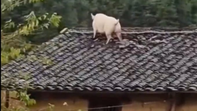 目睹同伴被宰杀吓傻 家猪一跃2公尺跳上屋顶逃命