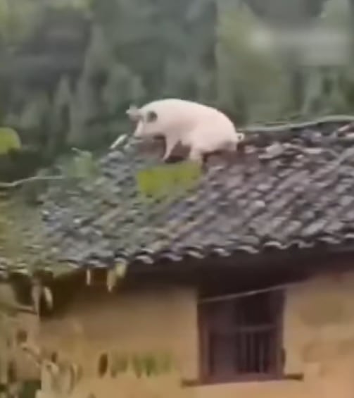 目睹同伴被宰杀吓傻 家猪一跃2公尺跳上屋顶逃命